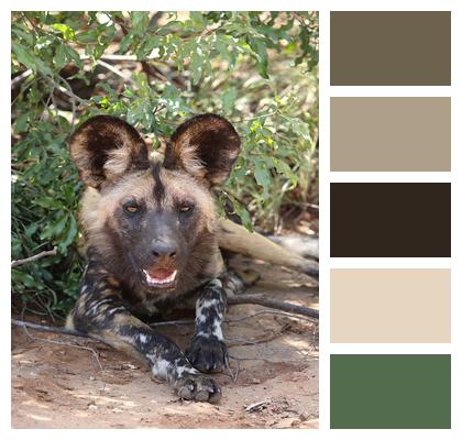Painted Wolf Wild Canine Wild Dog Image